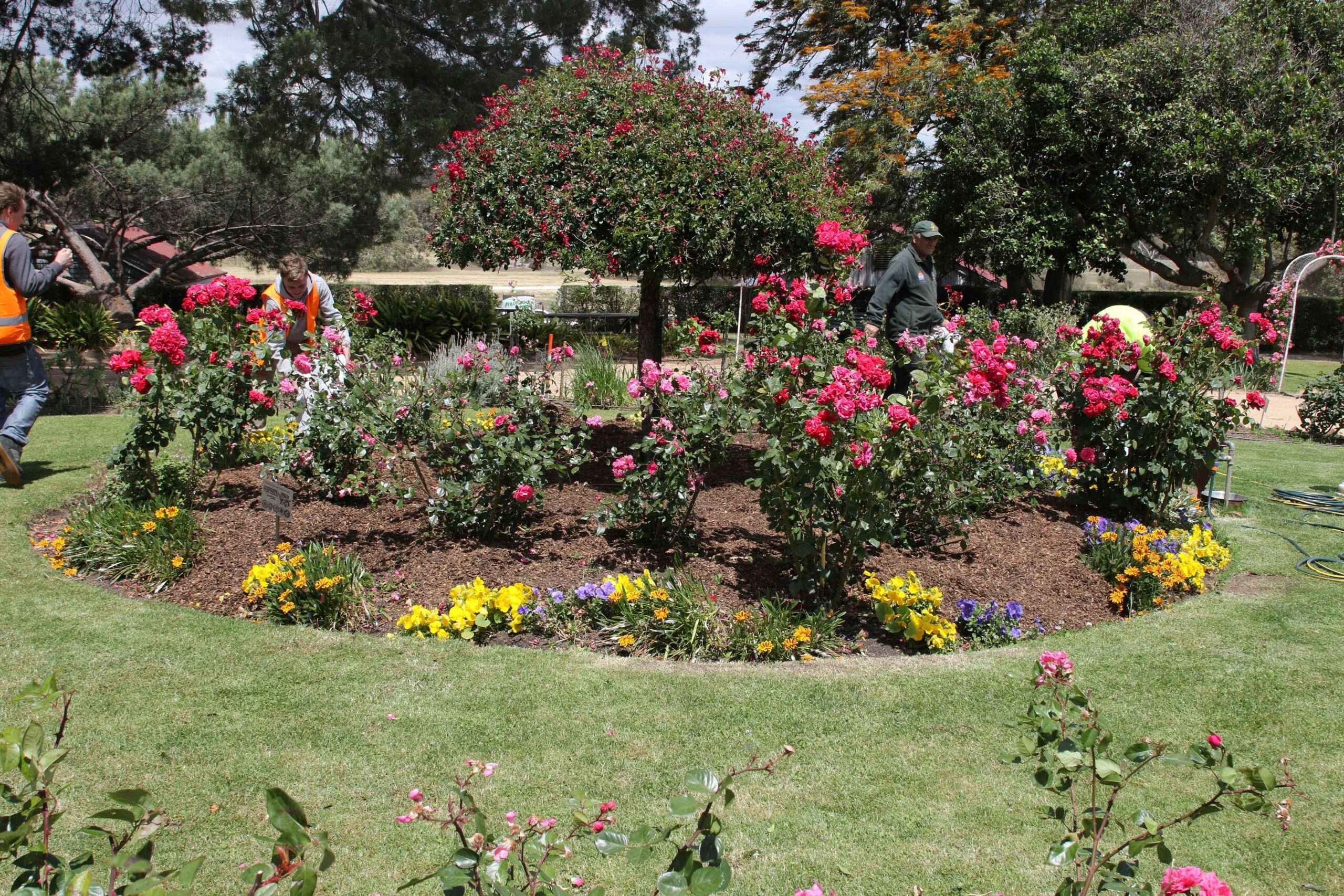 앨리스터 클라크 장미 정원 (Alister Clarke Rose Garden)